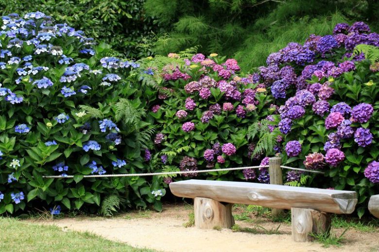 한국에 귀화한 미국인 민병갈 선생이 만든 ‘천리포수목원’에서도 만개한 수국을 만날 수 있다. 천리포수목원 제공