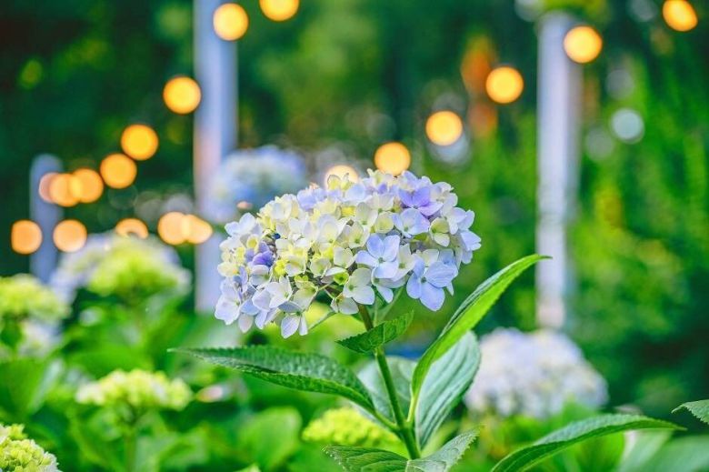 오는 29일까지 펼쳐지는 울산시 남구 ‘2025 울산 장생포 수국 페스티벌’에서 만날 수 있는 아름다운 수국. 한국관광공사 제공