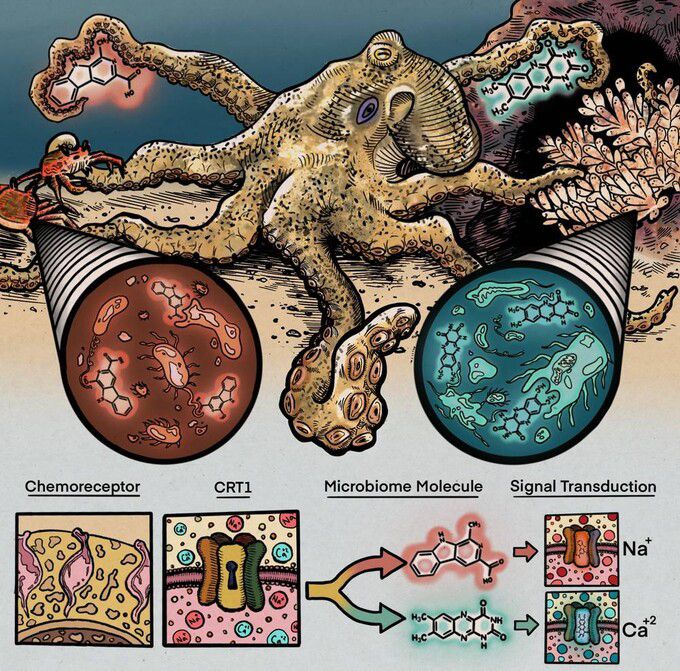 문어가 다리 빨판의 화학·촉각 수용체로 마이크로바이옴을 감지한다는 연구 결과가 나왔다. 레베카 세펠라/셀 제공