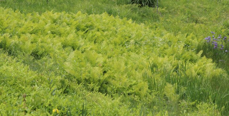 국립백두대간수목원 고산습원의 청나래고사리 군락. 잎이 푸른 날갯짓을 하는 것 같다고 고사리 앞에 ‘청나래’라는 접두어가 붙은 양치식물. 잎이 타조 깃털을 닮았다고 서양에서는 타조고사리라는 별명을 지어 부른다. 정원에서 인기 있는 관상용 식물로 영국왕립원예협회가 수여하는 가든메리트상도 받았다. 허태임 제공