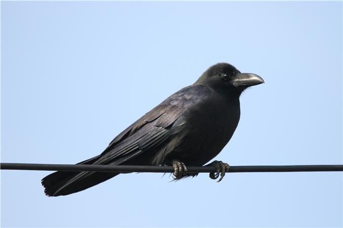 큰부리까마귀의 공격은 알이나 새끼를 보호하기 위한 부모새의 방어 행동으로, 사람이 둥지나 이소(새끼 새가 자라 둥지를 떠나는 일)한 새끼 주변으로 접근하는 상황에서 주로 발생한다. 환경부 제공