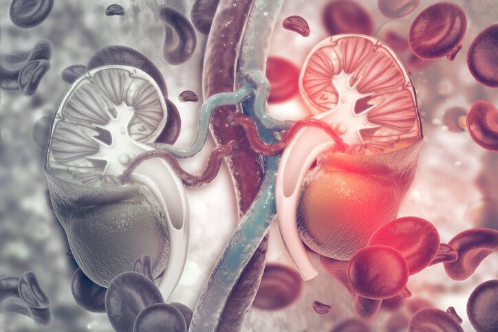 많은 이들이 콩팥을 단순한 생체 여과기로만 알고 있다. 그러나 콩팥은 생각보다 훨씬 더 복잡하고 중요한 기능을 수행한다. 체내 환경을 일정하게 유지하며, 생명유지에 필수적인 다양한 대사 과정을 조절하는 기관이다. 콩팥 기능이 저하되면 전신 건강에 타격이 간다. 게티이미지뱅크