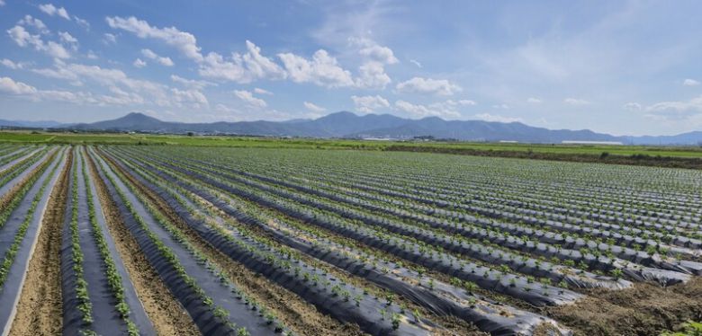 경북 경주 안강평야 이모작 공동영농을 콩을 재배하고 있는 논의 모습. 경북도 제공
