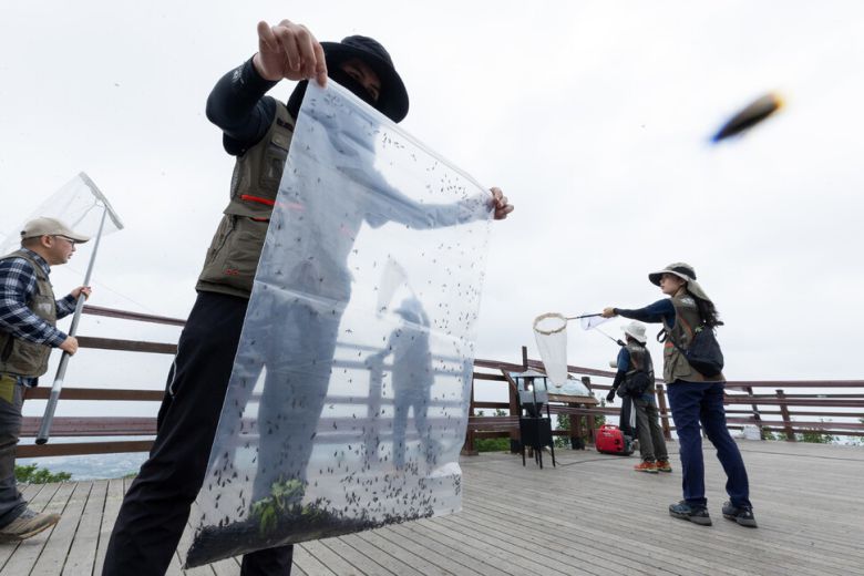 환경부와 소속기관 직원들이 4일 인천 계양산에 대발생한 러브버그를 제거하기 위해 방제 작업을 하고 있다. 환경부 제공