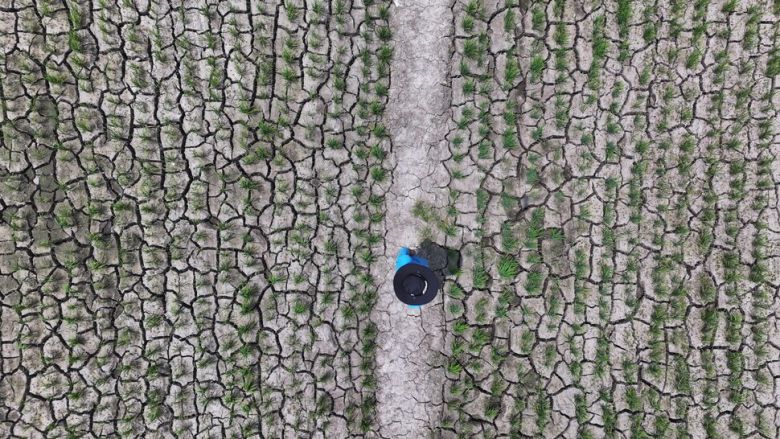 폭염으로 인한 가뭄이 이어진 8일 오후 제주 서귀포시 하논분화구 내 논바닥이 쩍쩍 갈라져 있다. 연합뉴스