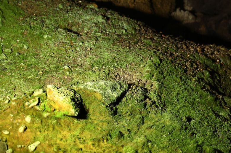 여행객이 만져 훼손된 환선굴의 암석들. 이끼가 폈다. 박미향 기자