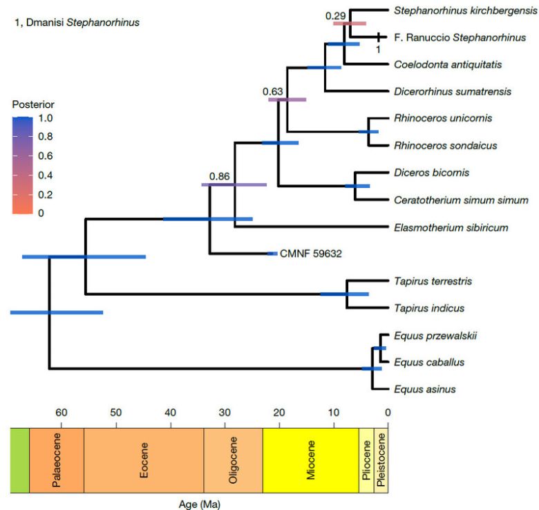 단백질 아미노산 서열 정보로 재구성한 기제목(코뿔소과, 맥과, 말과) 계통도다. 캐나다 호턴 분화구의 2400만~2100만년 전 지층에서 발굴한 코뿔소(CMNF 59632)는 다른 코뿔소 계열과 약 3000만년 전 갈라졌다. 위에서 4~8번째가 현존하는 종들로 각각 수마트라코뿔소, 인도코뿔소, 자바코뿔소, 검은코뿔소, 흰코뿔소다. 아래 숫자는 연도로 단위는 100만년 전(Ma)이다. 네이처 제공