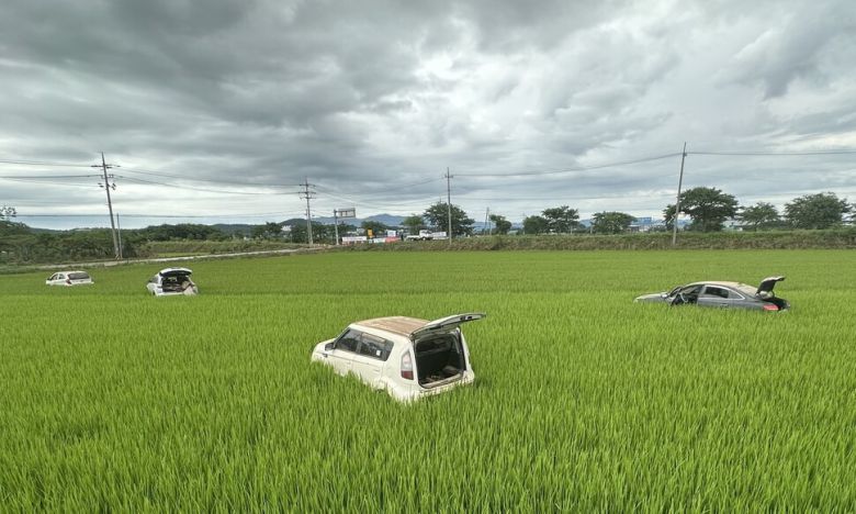 17일 새벽 침수된 차량들이 청지천 제방 옆 논에 방치돼 있다. 송인걸 기자