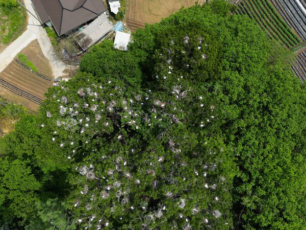 강원도 원주시 호저면 중방마을 주위에 집단서식지를 형성하고 있는 백로류 모습. 이승현 무위당학교 숲학교장 제공
