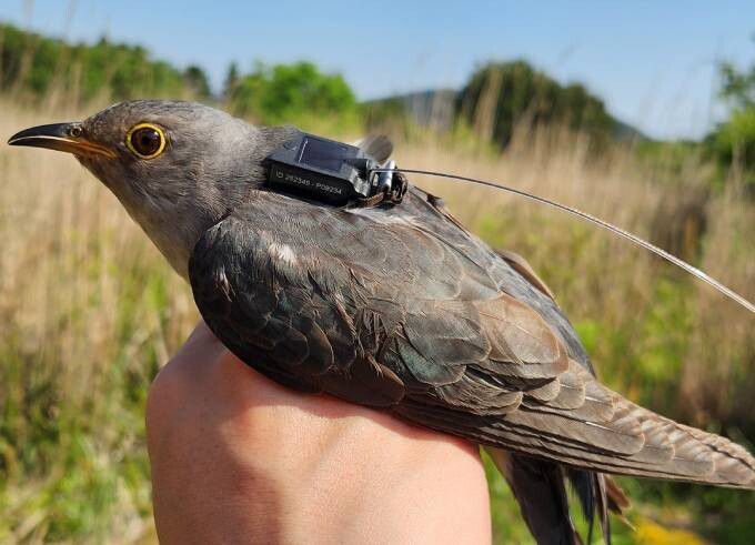 우리나라에서 번식하고 아프리카에서 월동하는 여름철새 두견이의 총 2만7340㎞에 이르는 이동 경로가 세계 최초로 확인됐다. 사진은 지난해 5월 제주시 조천읍 선흘리에서 위치추적 발신기를 부착한 두견이의 모습. 국립생물자원관 제공