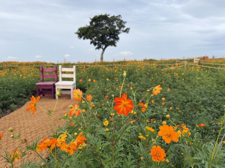 꽃과 의자로 조성된 ‘신화가든’ 풍경. 박미향 기자