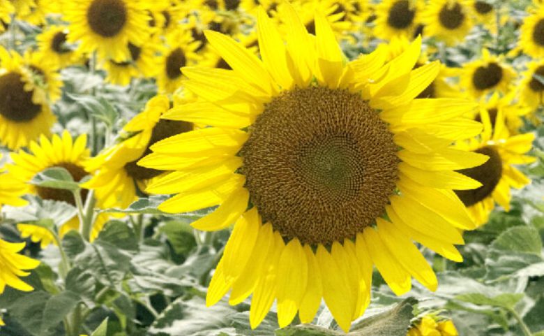 제주 해바라기. 박미향 기자