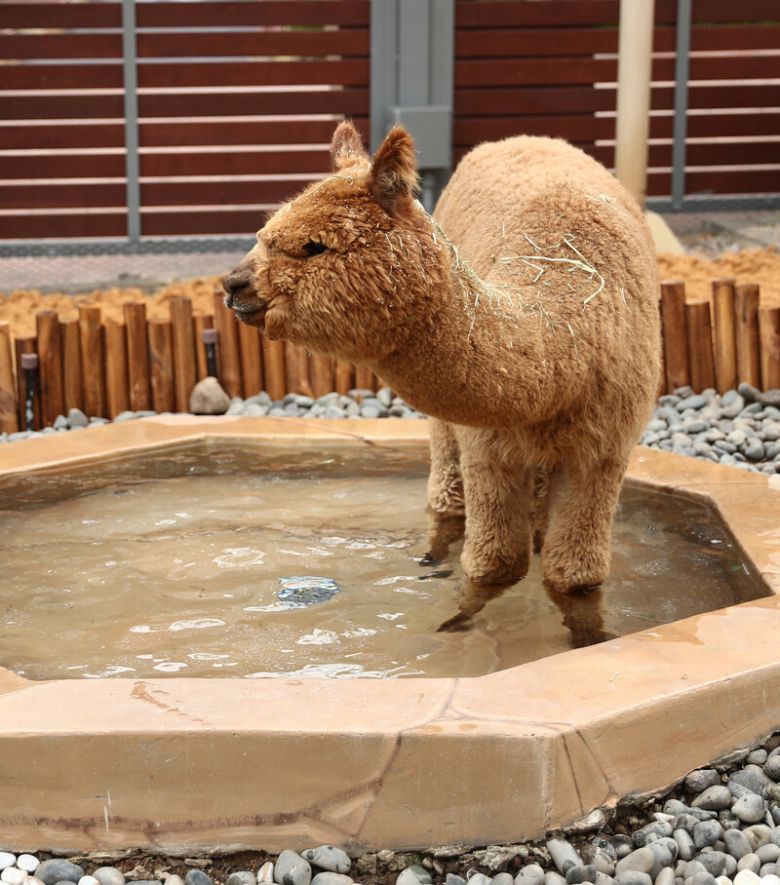 모모쥬 동물원이 보유하고 있는 알파카. 박미향 기자