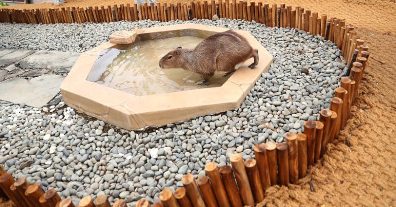 물에 들어가는 카피바라. 박미향 기자