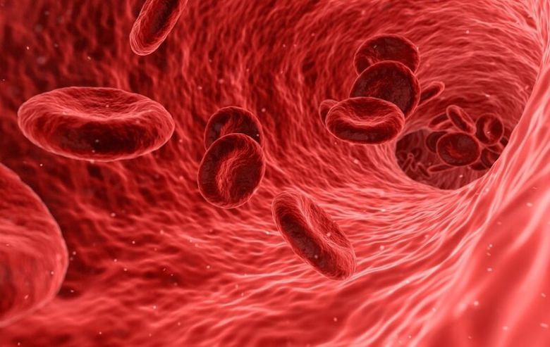 가장 극적인 변화는 호흡을 통해 산소를 공급받은 혈액을 심장에서 온몸으로 퍼뜨려주는 대동맥에서 발견됐다. 픽사베이