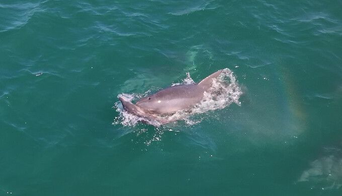 낚싯줄에 걸린 새끼 돌고래와 어미가 헤엄치는 무리에서는 죽은 새끼를 머리로 들어올리고 있는 어미도 함께 관찰됐다. 오승목 감독 제공