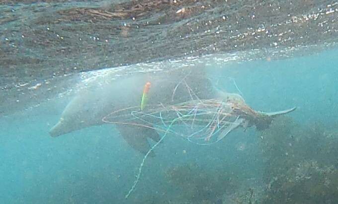 지난 2023년 11월 폐어구에 얽힌 채 발견됐던 새끼 제주남방큰돌고래 ‘종달’이 5월부터 관찰되지 않고 있다. 사진은 지난 5월14일 또 다른 낚싯줄이 감긴 채 발견된 종달의 모습. 핫핑크돌핀스 제공