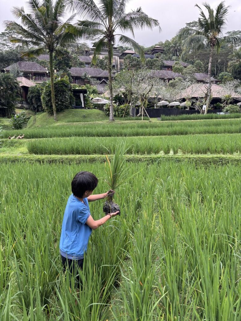 ‘만다파 리츠칼튼 리저브’ 앞에 있는 계단식 논에서 피를 뽑으며 체험 프로그램에 참여하고 있는 어린이. 김은형 선임기자