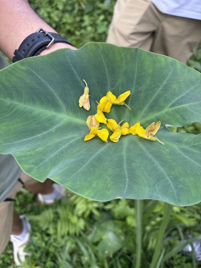 우붓 부아한 공동체 농장에서 자라난 꽃들. 김은형 선임기자
