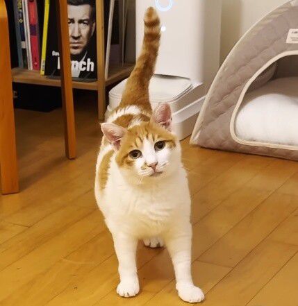 꽁꽁. 유튜브 채널 ‘5275 오이칠오’ 갈무리