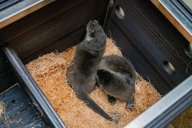 서울어린이대공원 동물원에서 6월24일 태어난 천연기념물이자 멸종위기야생동물 1급인 유라시아수달 쌍둥이. 서울시 제공