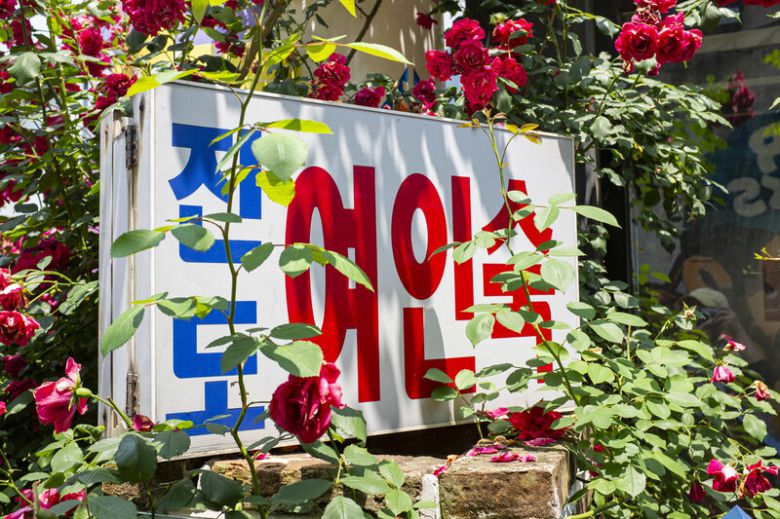 담쟁이덩굴이 자라는 벽돌벽. 최갑수 제공