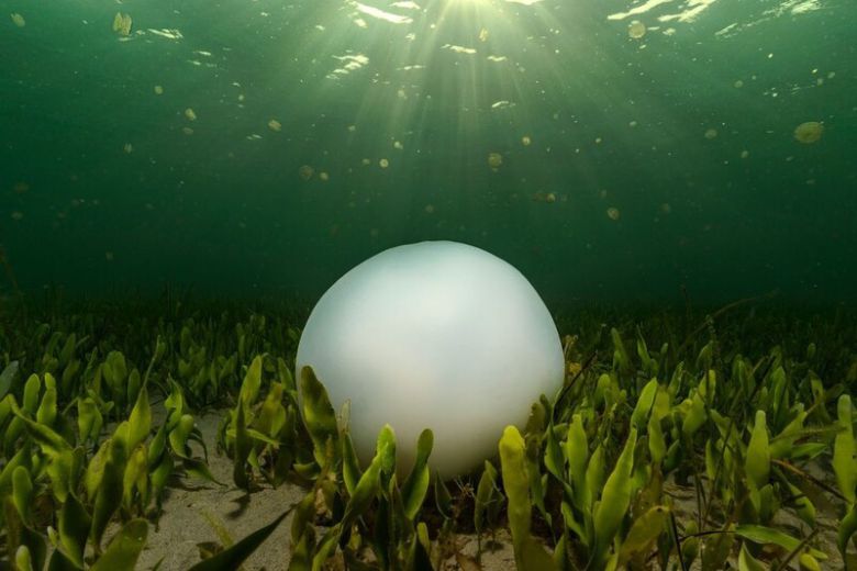 생명의 순환. 죽어가는 해파리와 그 주변의 갓 태어난 해파리 무리. Angel Fitor | Big picture