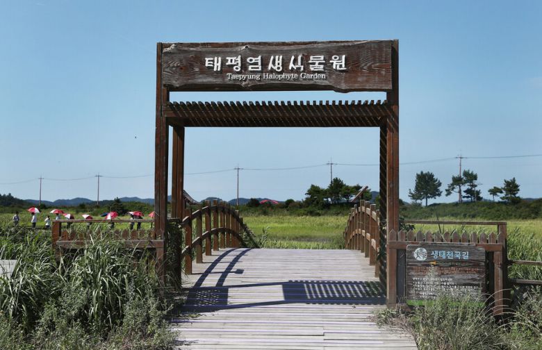 태평염생식물원엔 걷기 편한 나무 데크 길이 조성돼 있다. 박미향 기자