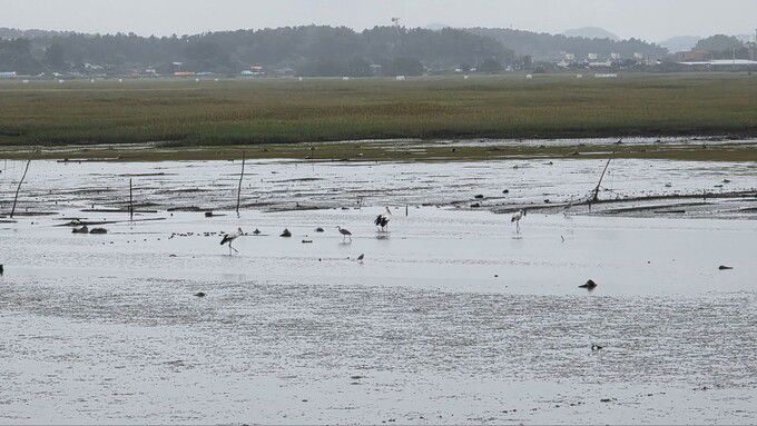 지난 12일 수라갯벌을 찾은 황새들의 모습. 오 단장은 “새만금신공항 건설 계획 취소 판결로, 황새들도 평화를 찾았다”며 사진을 공유했다. 오동필 제공