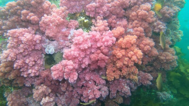 ‘바다의 꽃’이라 불리는 산호. 형형색색의 아름다운 모습이다. 해양시민과학센터 파란 제공