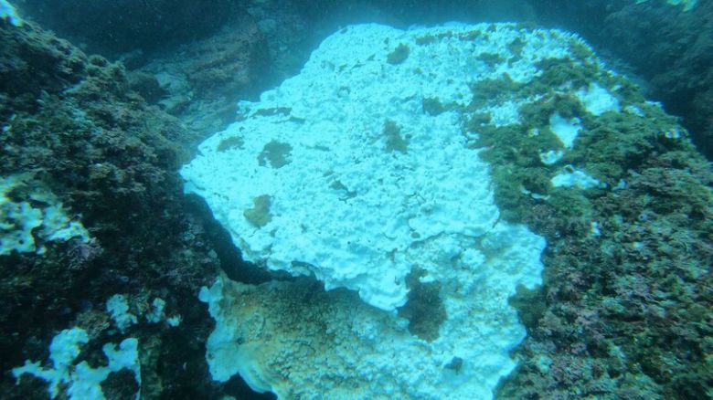 제주 산호 백화 현장. 산호가 하얗게 백화한 모습이다. 해양시민과학센터 파란 제공