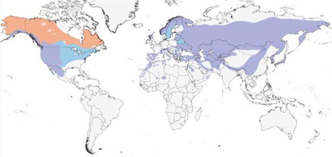 검독수리는 유럽, 아시아, 북아메리카 등 북반구에 분포한다. 검독수리 분포 지도. 국립생태원 제공