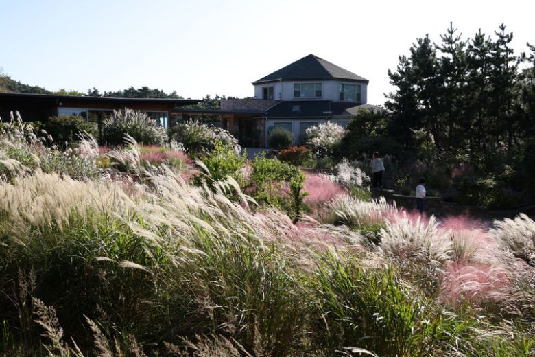 참억새, 카필라리스 쥐꼬리새 등 다양한 벼과 식물이 어우러진 천리포수목원 어린이정원의 가을 풍경. 천리포수목원 제공