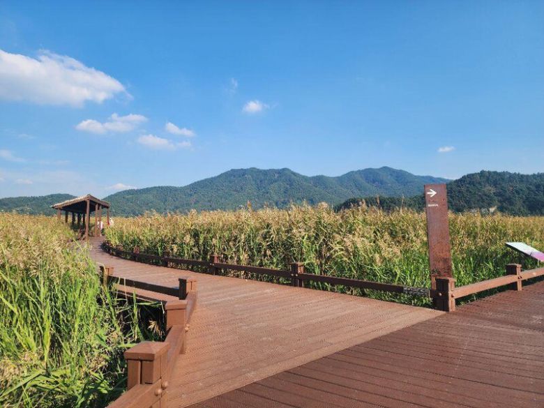 순천만습지 일대. 한국관광공사 제공