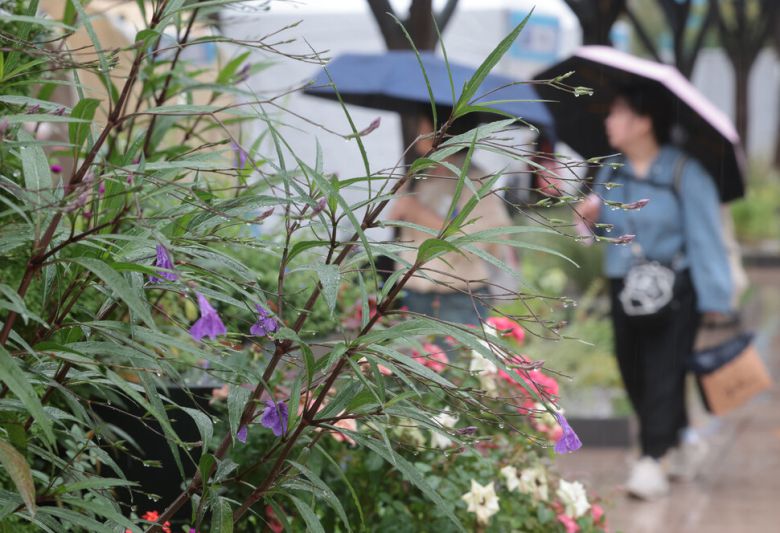 전국이 대체로 흐리고 비가 내린 지난달 24일 서울광장 주변에서 우산을 쓴 시민들이 발걸음을 옮기고 있다. 연합뉴스