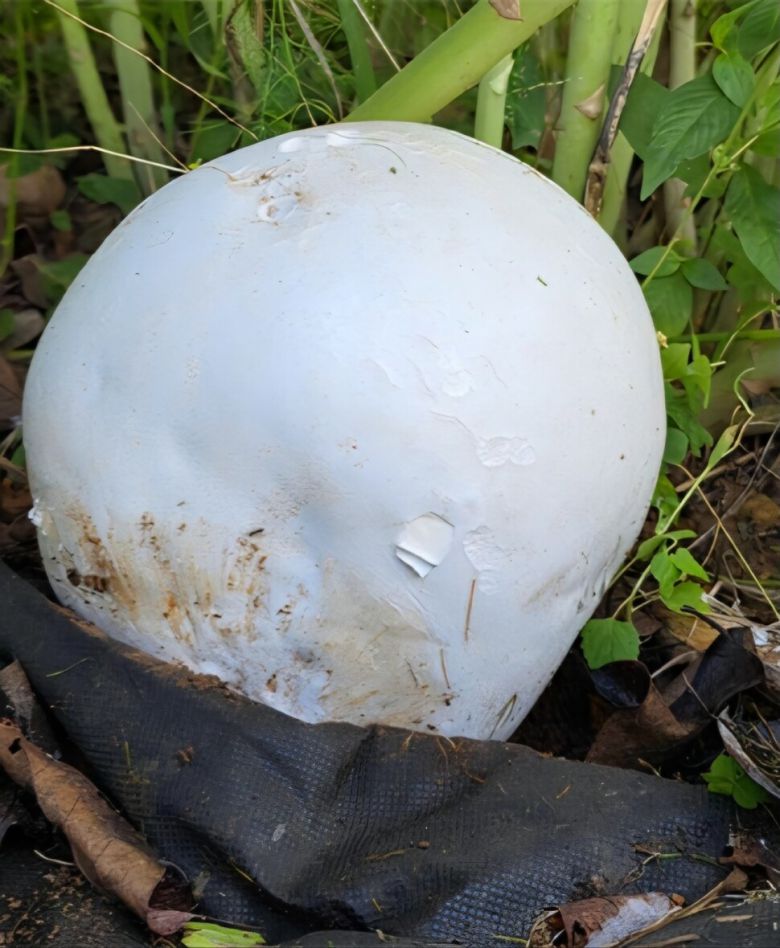 댕구알버섯. 강진군 제공