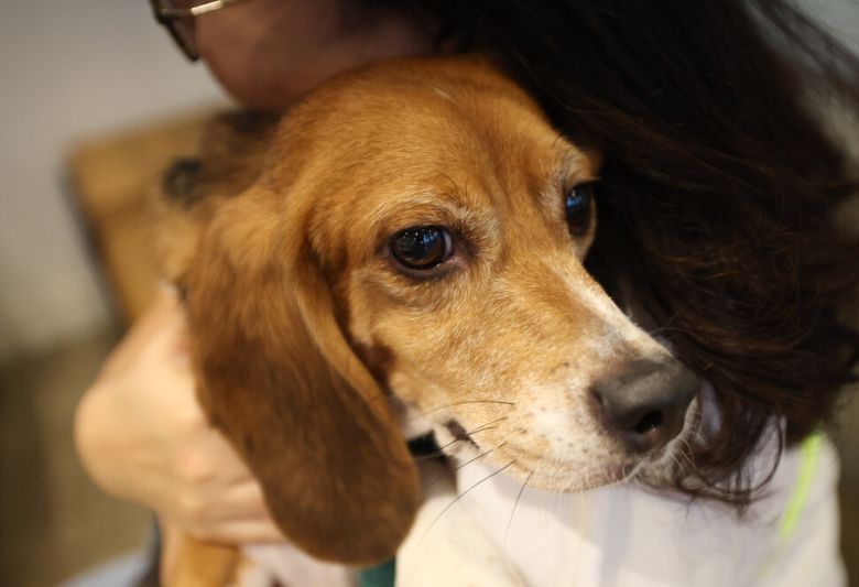 제2회 실험 비글 입양제가 열린 11일 오후 서울 중구의 행사장에서 3살 십멍이의 얼굴이 희끗희끗하다. 김영원 기자 forever@hani.co.kr