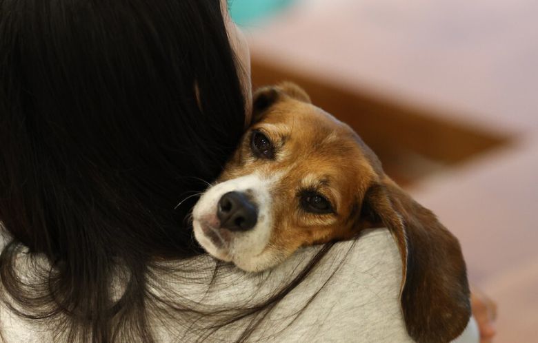 제2회 실험 비글 입양제가 열린 11일 오후 서울 중구의 행사장에서 십군이가 임시보호자의 품에 안겨 있다. 김영원 기자 forever@hani.co.kr