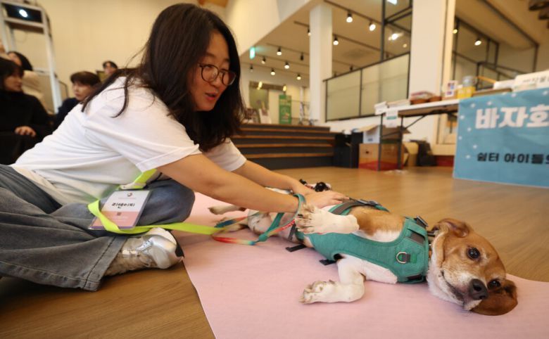 제2회 실험 비글 입양제가 열린 11일 오후 서울 중구의 행사장에서 반려인 이현정씨가 십멍이에게 마사지를 해주고 있다. 김영원 기자 forever@hani.co.kr
