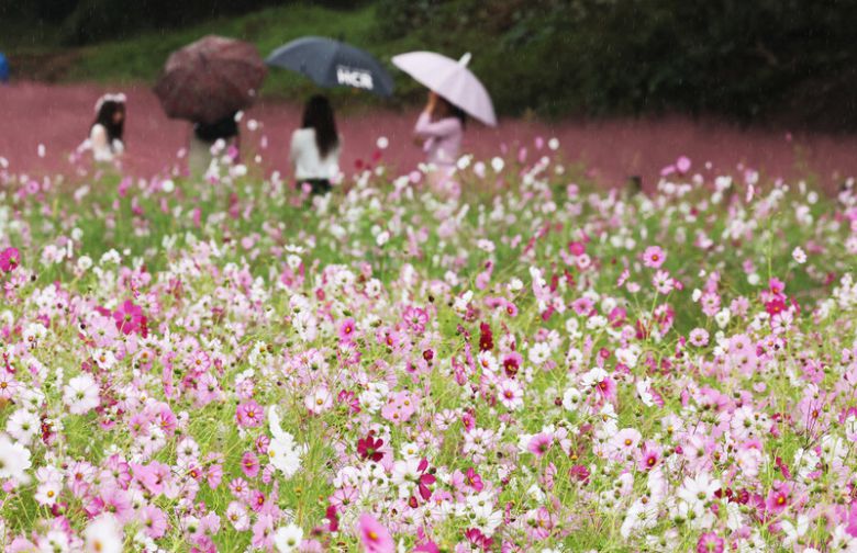 가을비가 내린 지난 10일 경기도 의왕시 왕송호수 인근에서 시민들이 활짝 핀 코스모스와 핑크뮬리를 보며 가을 정취를 만끽하고 있다. 연합뉴스