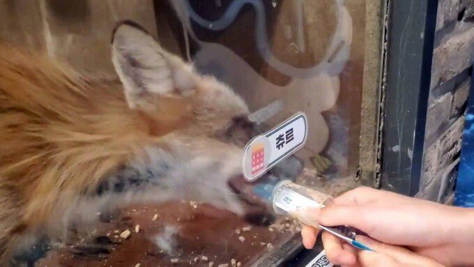 경기도 파주의 한 동물원에서는 여우한테 튜브형 고양이 간식을 급여하는 프로그램이 진행 중이었다. 현장 조사 당시 관람객이 여우에게 간식을 빼앗기며 껍질째 사육장 안으로 빠지는 모습이 목격됐다. 이형주 어웨어 대표는 “동물이 이물질을 섭취할 수 있을 뿐 아니라 관람객이 동물에게 물릴 위험성도 커보였다”고 전했다. 어웨어 제공