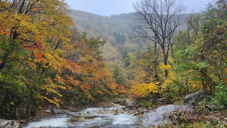 오대산 선재길. 국립공원공단 제공