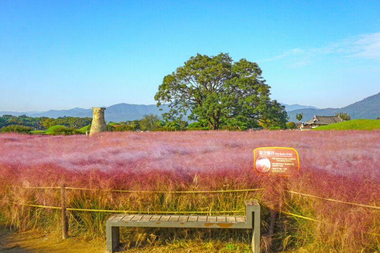 붉은색 핑크뮬리가 펴 극적인 풍광을 선사하는 첨성대 일대. 경주시 제공