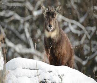 11월 이달의 멸종위기 야생생물로 지정된 산양. 국립생태원 제공