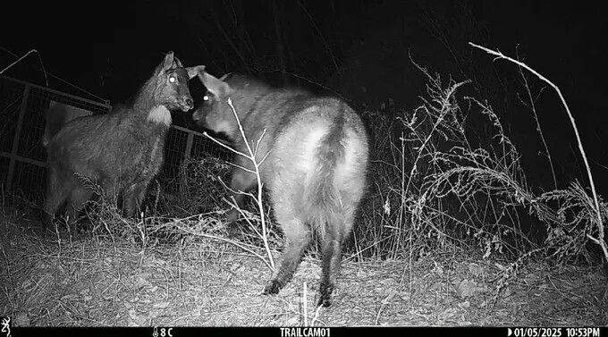 산양의 최남단 서식지인 울진군에 설치된 무인센서 카메라에 촬영된 산양의 모습. 물을 마실 수 있는 불영계곡이 인근이지만 ASF울타리로 통로가 막혀있다. 녹색연합 제공