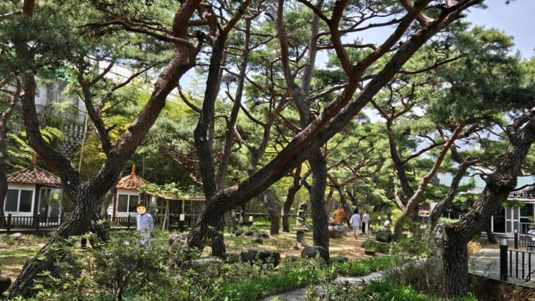 파인힐병원의 적송림 아래 조성된 맨발걷기 황톳길은 입원 환자는 물론 가족들도 좋아하는 명소다. 파인힐병원