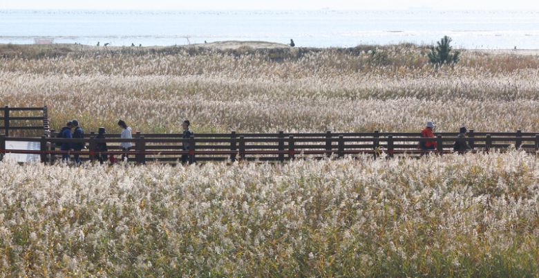 포근한 날씨를 보인 지난 6일 오후 부산 사하구 다대포해수욕장 옆 생태 탐방로인 ‘고우니 생태길’에 황금빛 갈대밭이 펼쳐져 탐방객들의 눈길을 사로잡고 있다. 연합뉴스