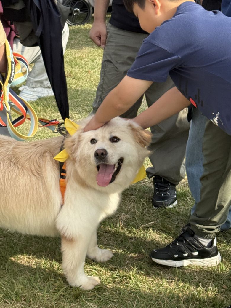 입양처를 찾는 임보견과 입양 희망자들이 만날 수 있는 ‘입양제\' 행사 모습. 핌피바이러스 제공