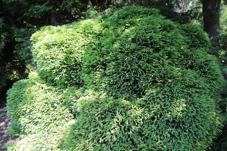 삼나무 ‘글로보사 나나’의 둥근 수형. 천리포수목원 제공