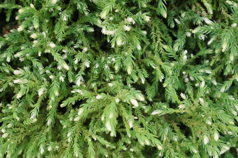 삼나무 ‘납토넨시스’의 새순의 모습. 천리포수목원 제공